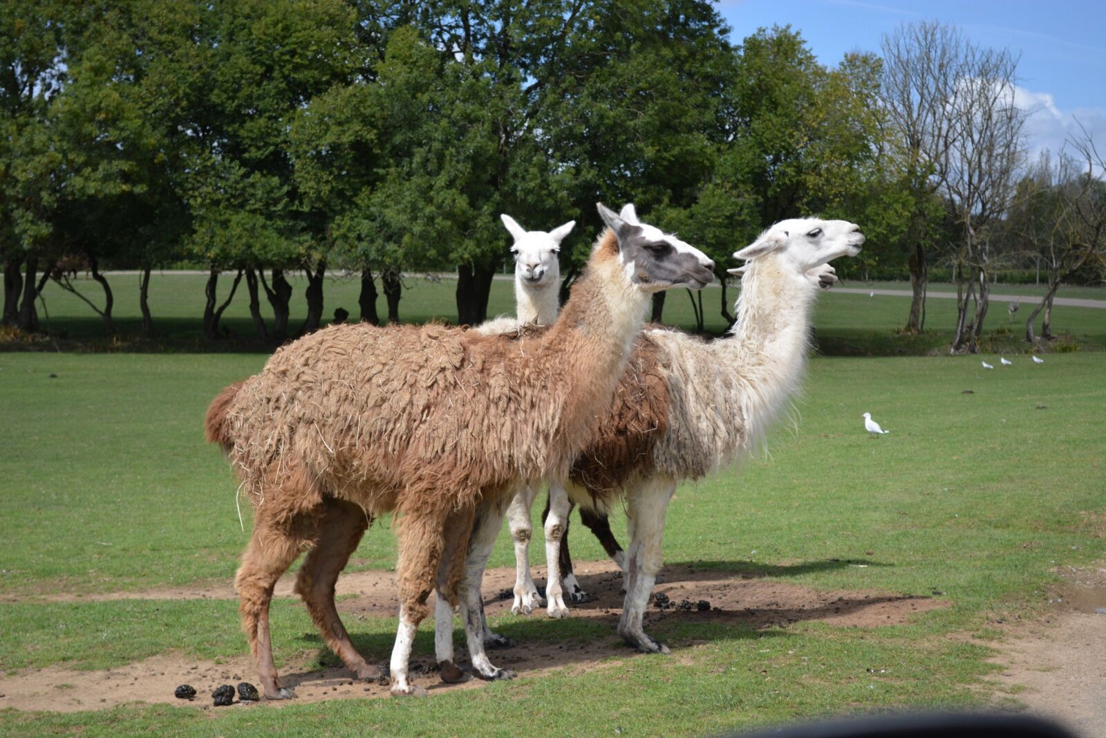 Nikon D5200 sample photo. Lama, zoo, nature photography