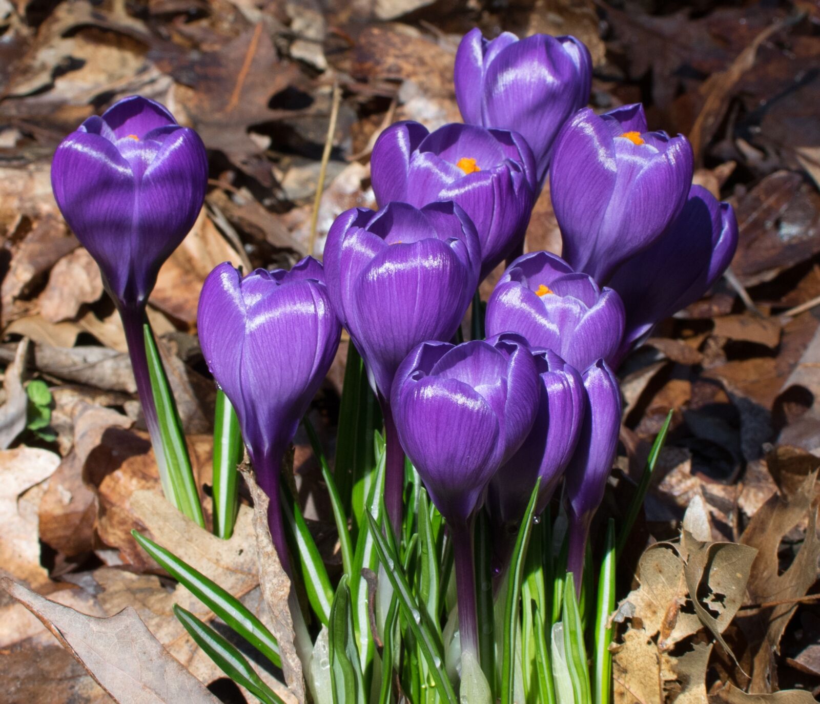 Nikon D3300 sample photo. Flower, nature, garden photography