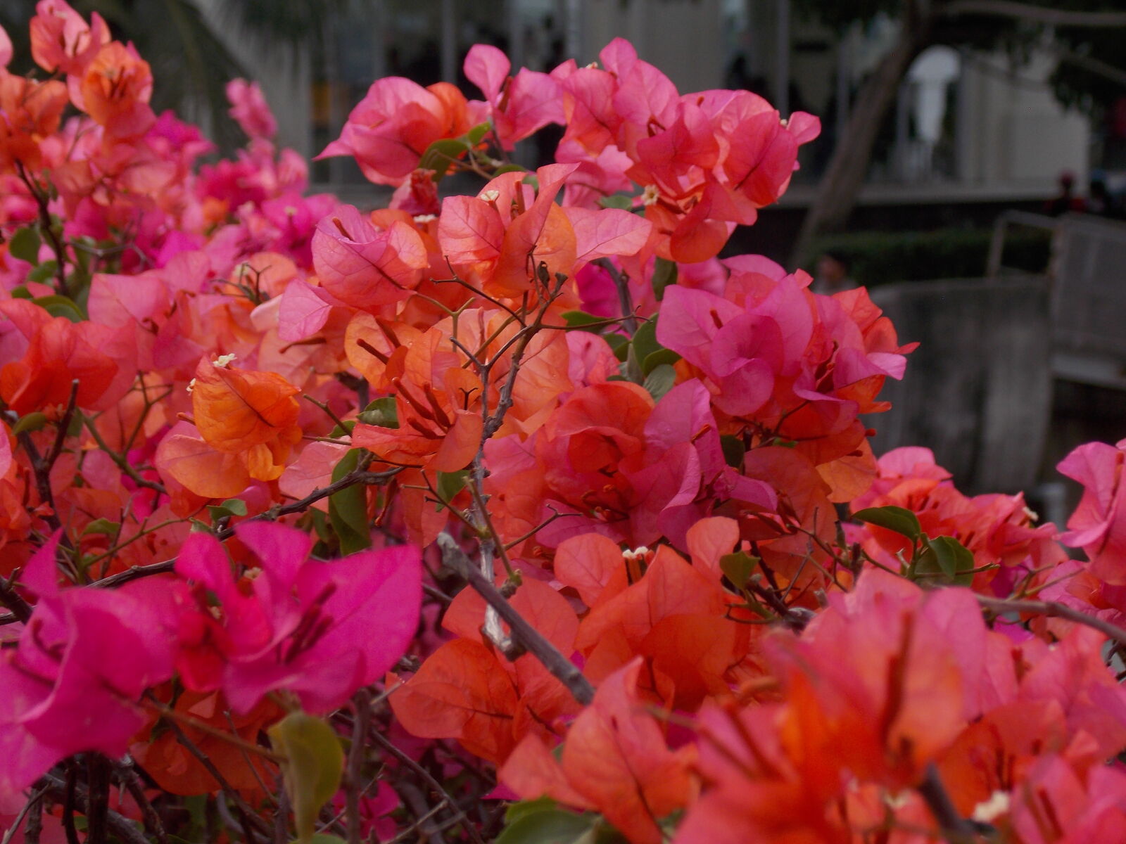Nikon COOLPIX L320 sample photo