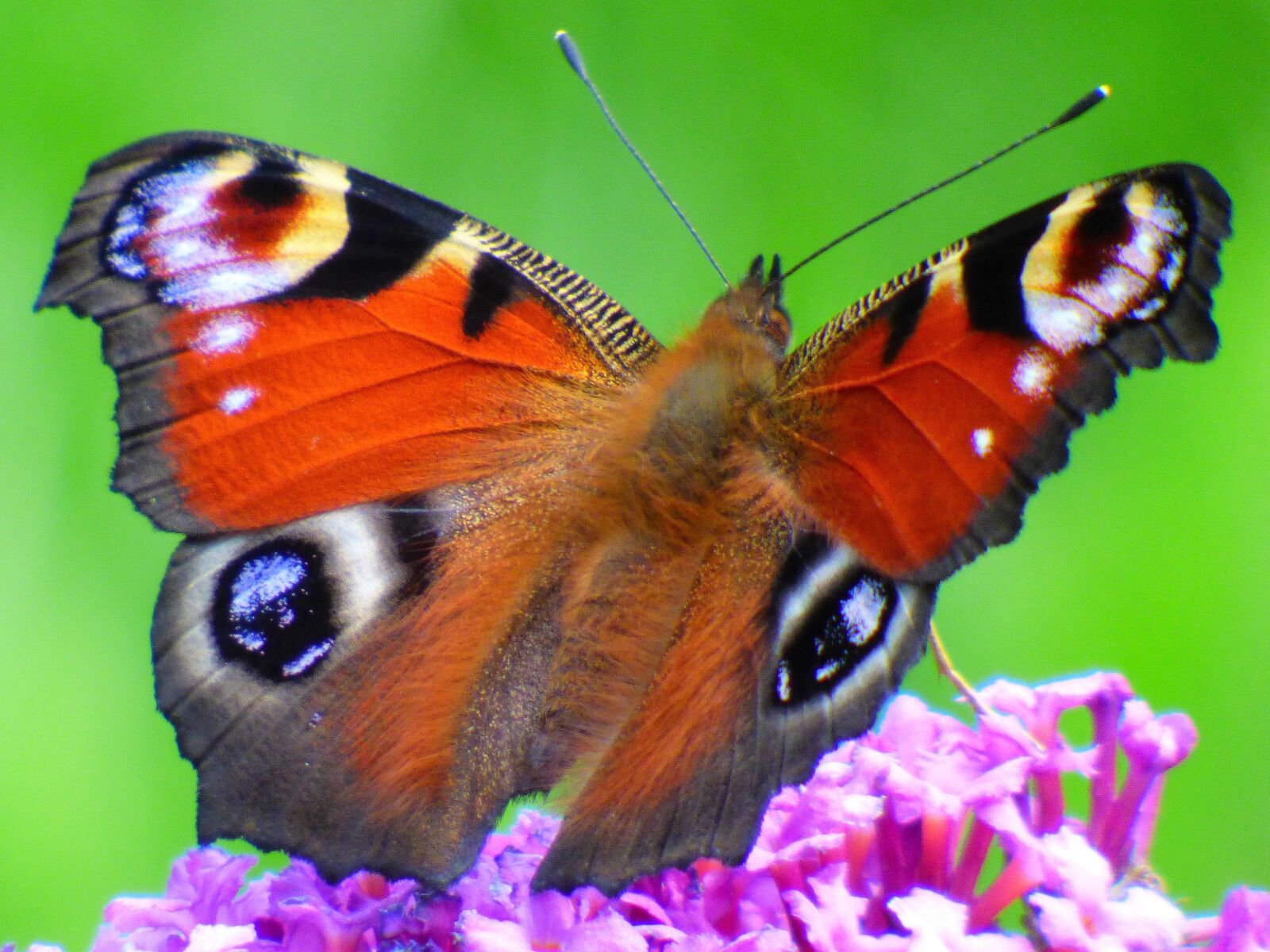 Panasonic DMC-FZ72 sample photo. Butterfly, butterflies, summer photography