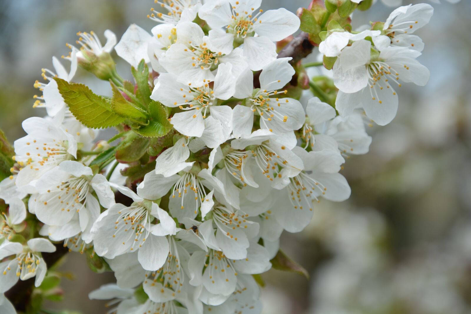 Nikon D5200 sample photo. Nature, spring, white photography
