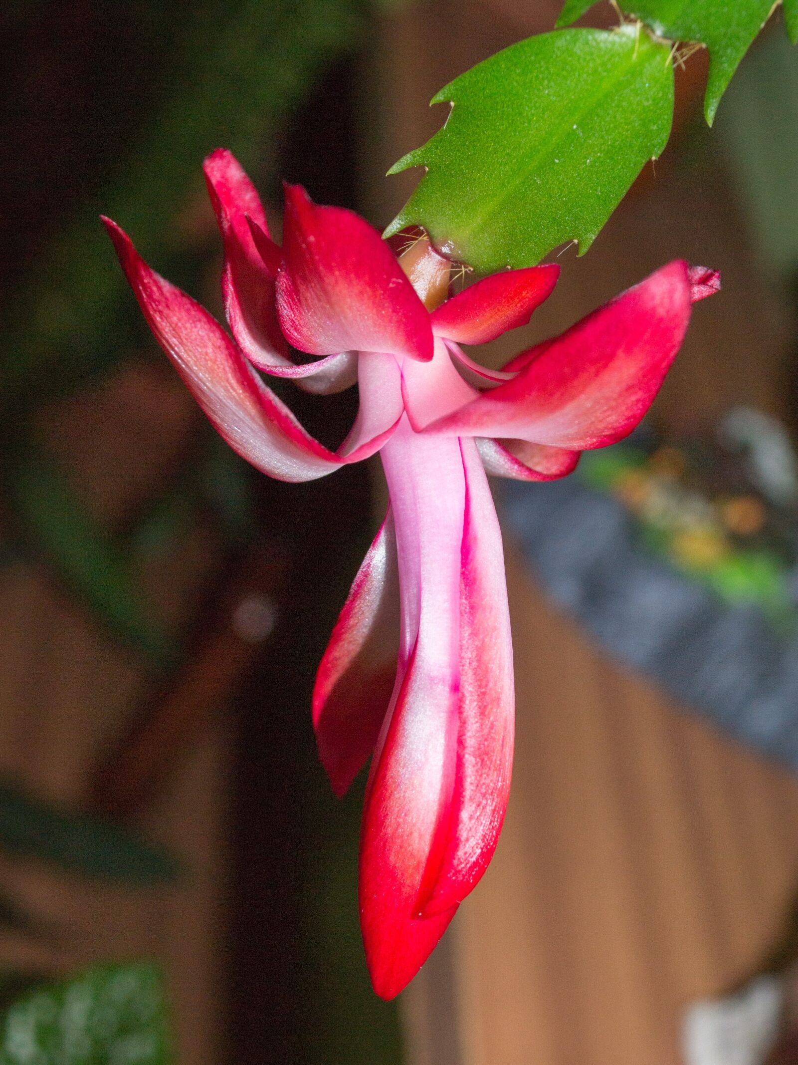 Nikon D3100 sample photo. Cactus, flower, plant photography
