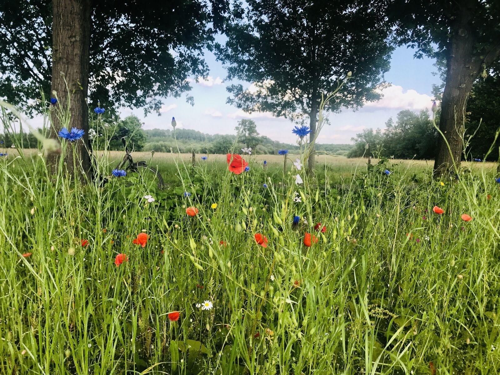 iPhone 7 back camera 3.99mm f/1.8 sample photo. Money drop, brabant, netherlands photography