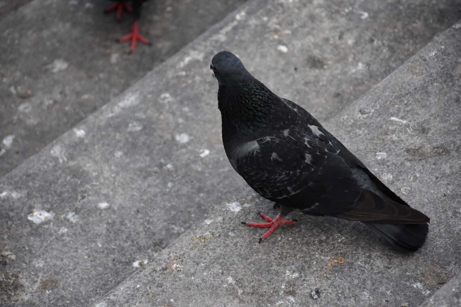 Nikon D7200 sample photo. Birds, dove, pigeon photography