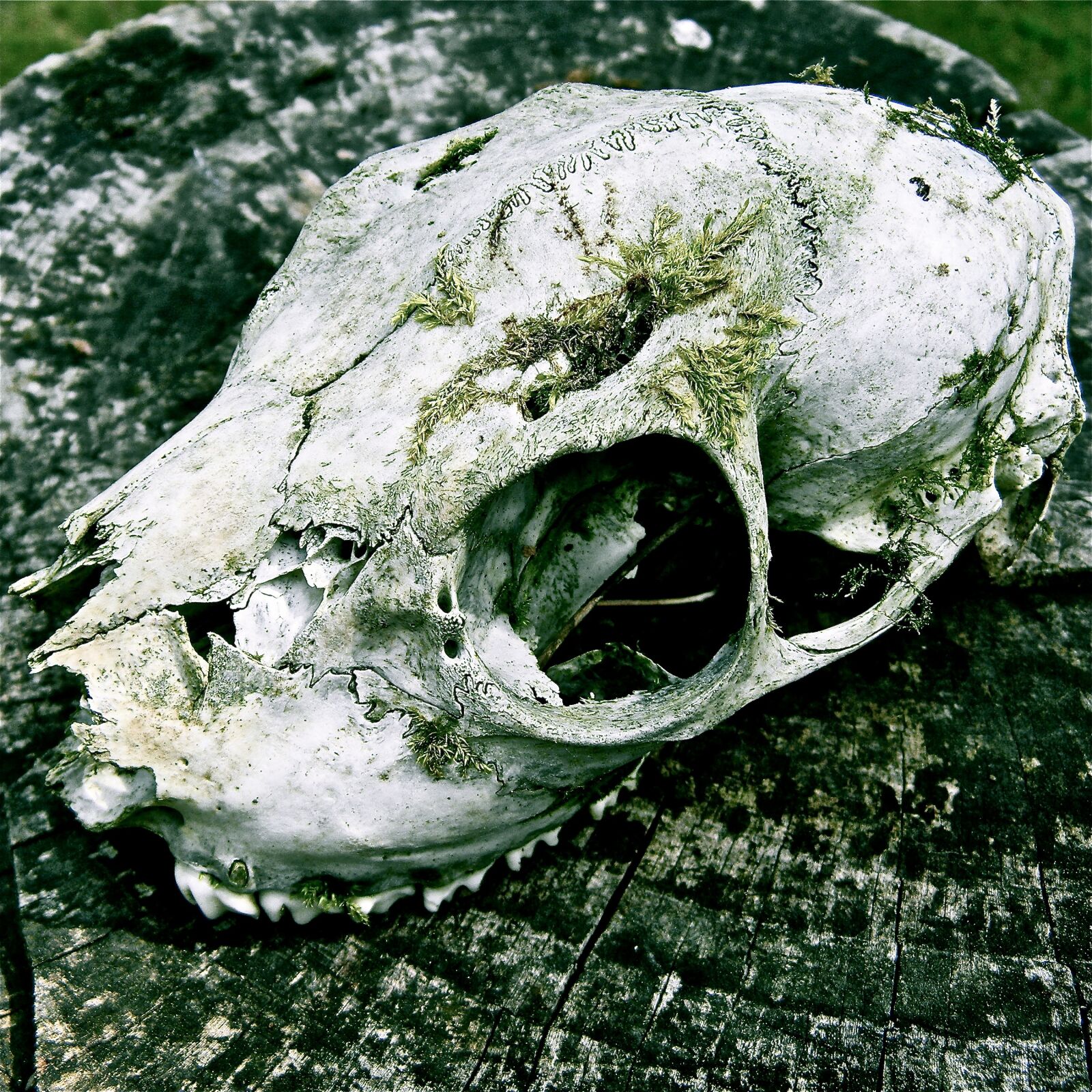 Nikon Coolpix L110 sample photo. Skull, bone, death photography