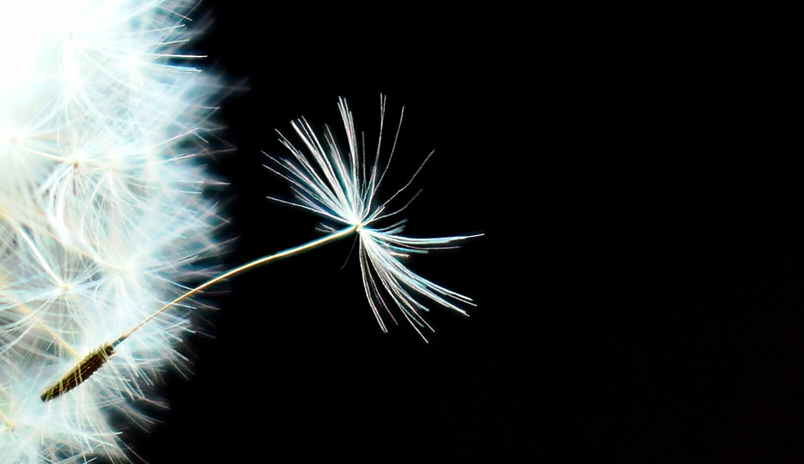 Panasonic Lumix DMC-LX10 (Lumix DMC-LX15) sample photo. Dandelion, nature, seeds photography