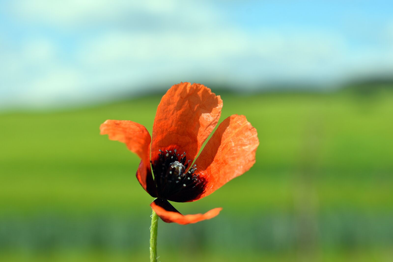 Nikon D3400 sample photo. Poppy, poppies, rapeseed photography