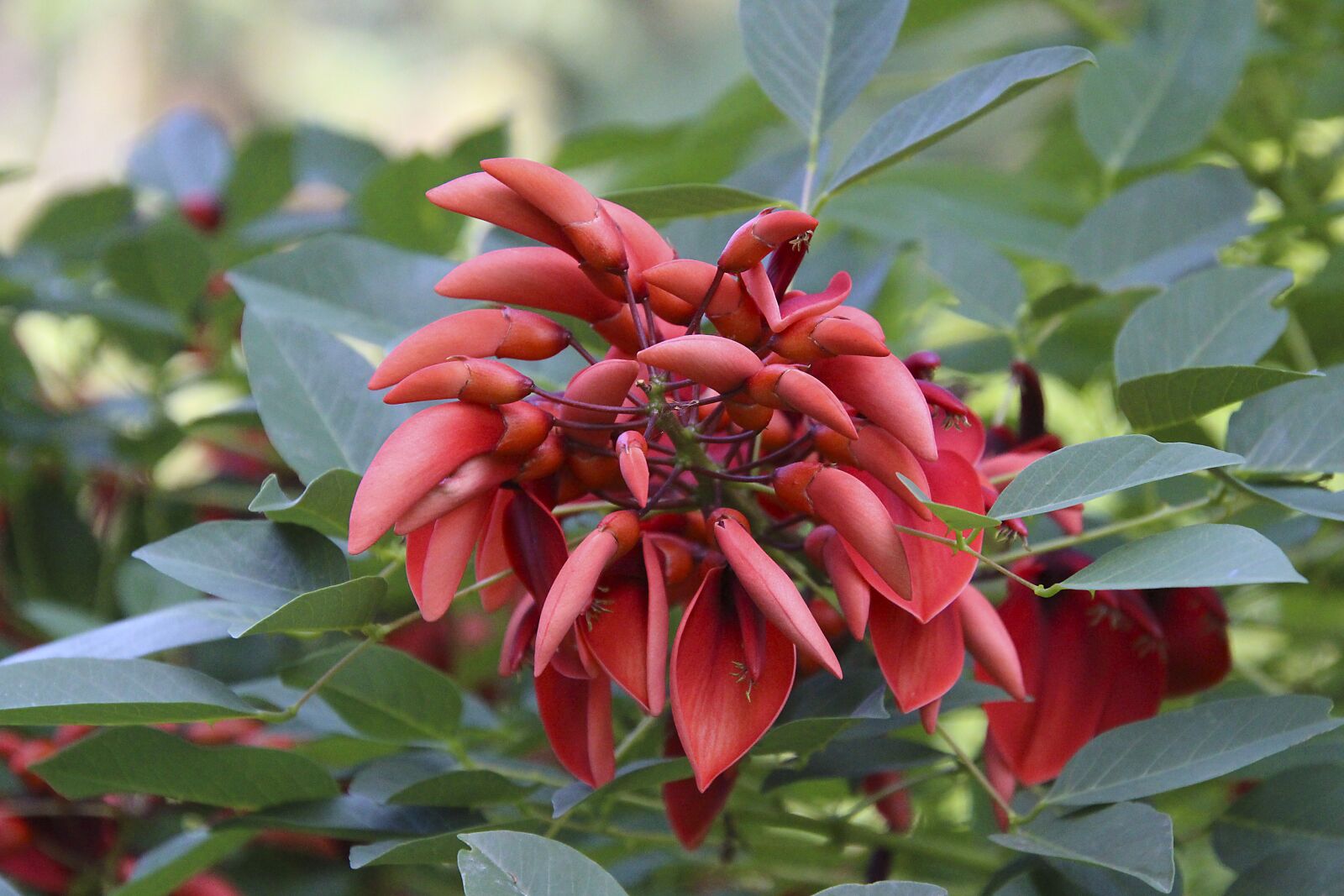 Canon EOS 700D (EOS Rebel T5i / EOS Kiss X7i) sample photo. Flower, red, blossom photography