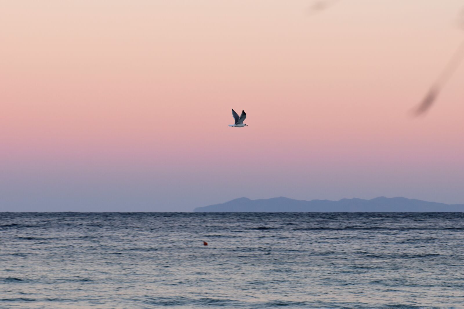 Nikon D5500 sample photo. Sea, water, gull photography