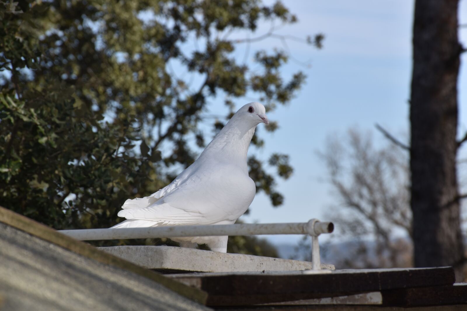 Nikon D5600 sample photo. Dove, homing bird, pigeon photography
