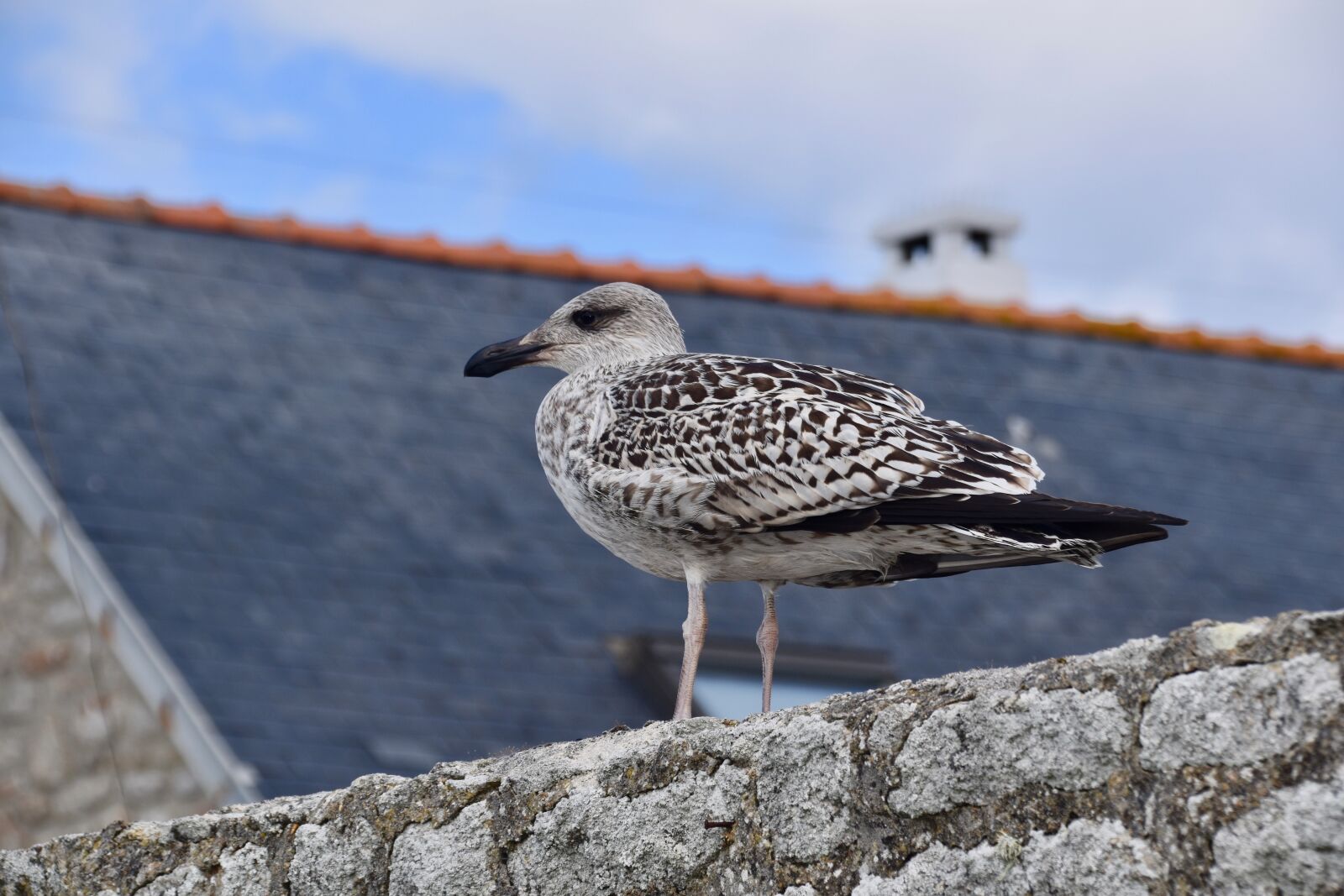 Nikon D5600 sample photo. Gull, gull-gray, a species photography