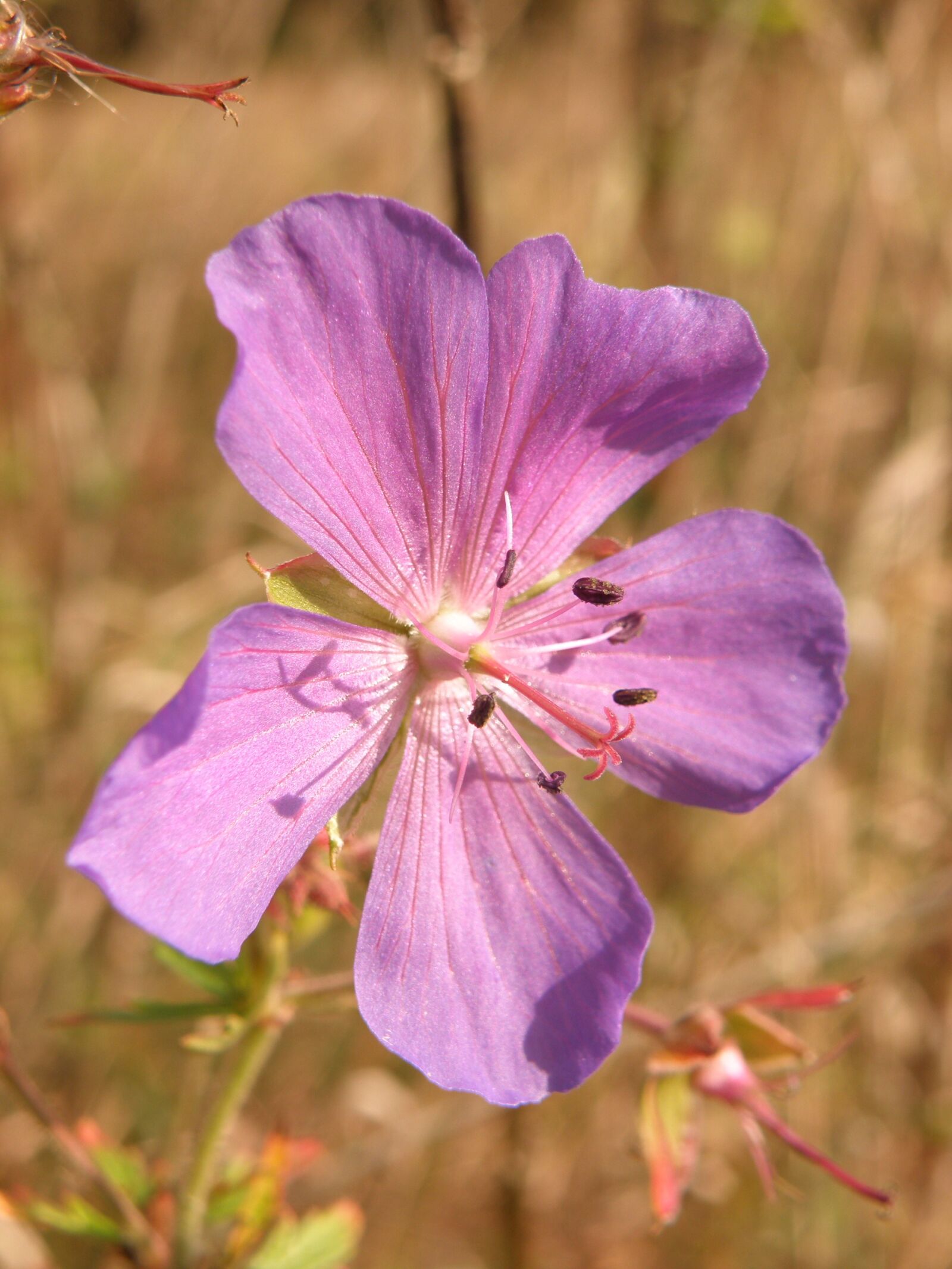 Olympus SP570UZ sample photo. Purple, flower, flowering photography