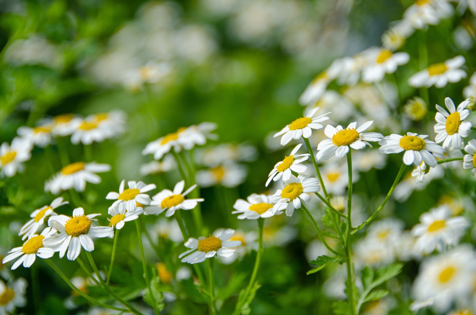 Nikon D7000 sample photo. Feverfew, flowers, tanacetum parthenium photography