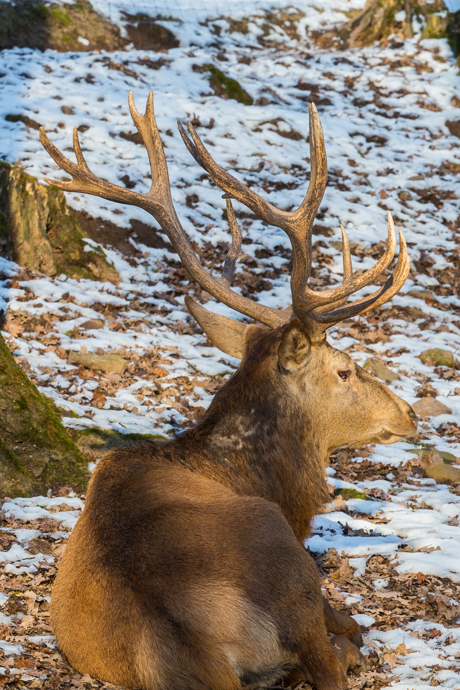 Canon EOS 5D Mark III sample photo. Red deer, wild, hirsch photography