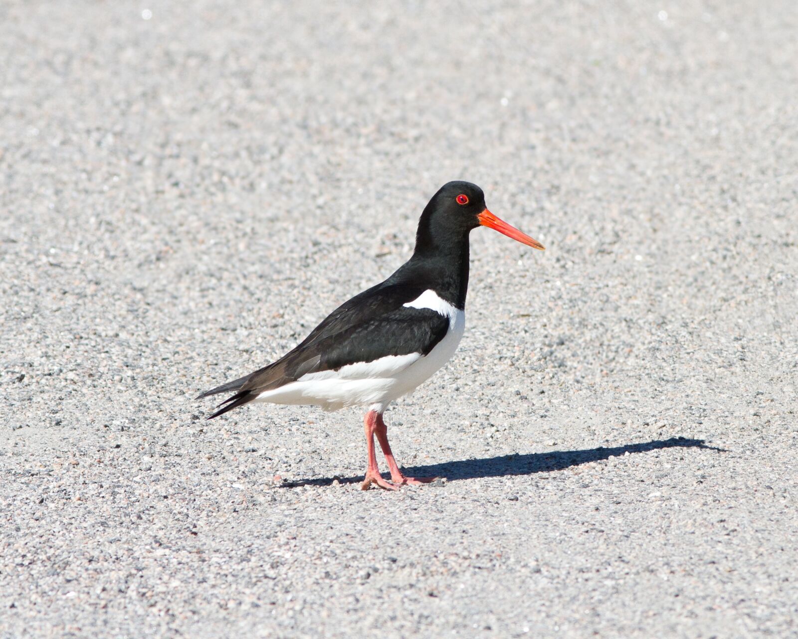 Canon EF 300mm F4L IS USM sample photo. Oystercatcher, bird, summer photography