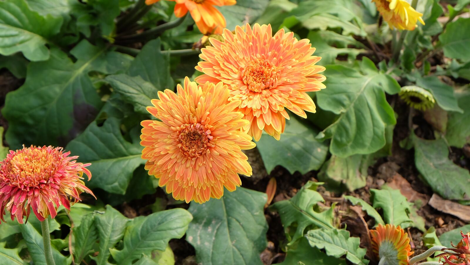 Fujifilm X-A1 sample photo. Spring, flower, yellow photography
