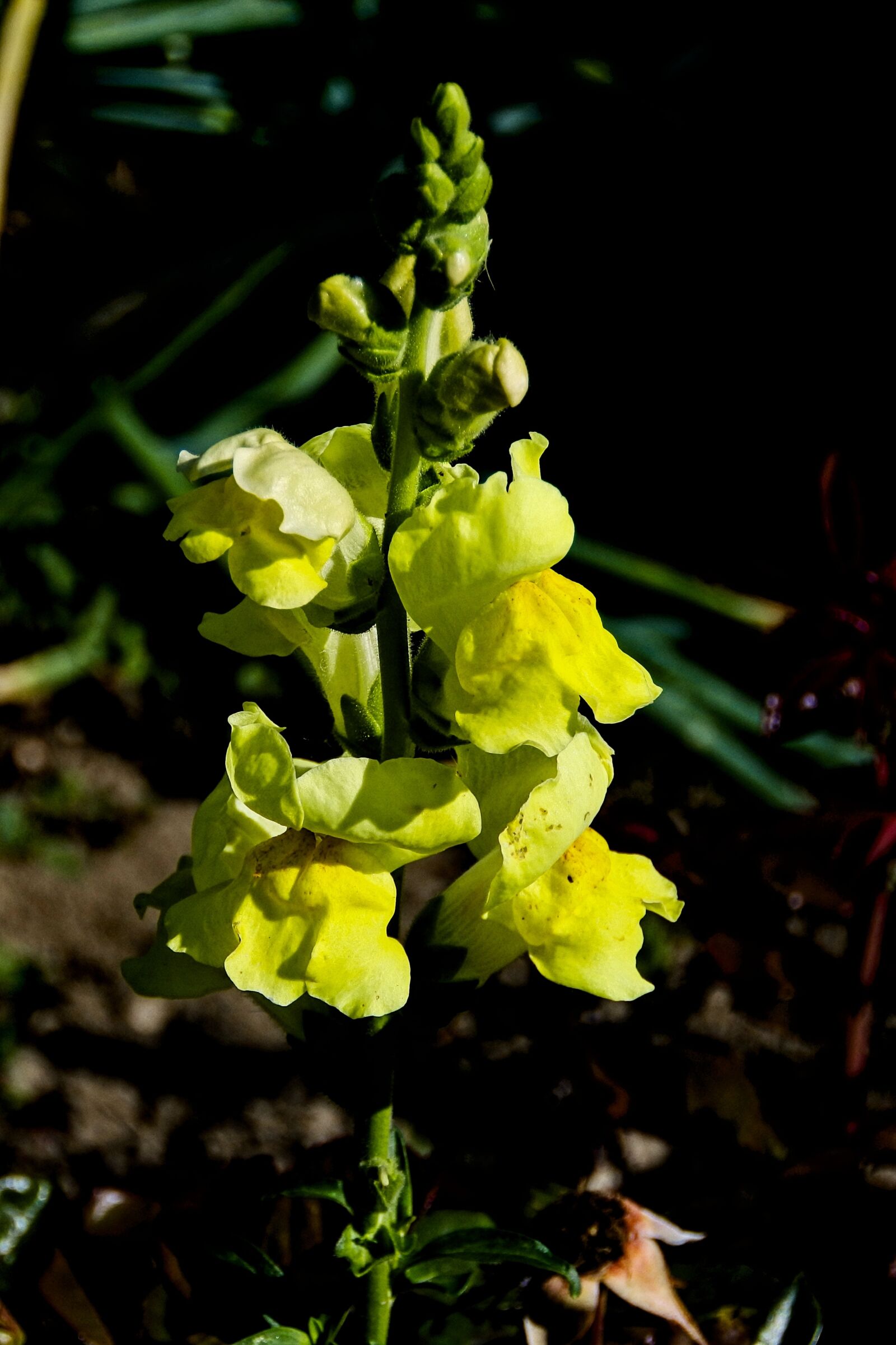 1 NIKKOR VR 10-100mm f/4-5.6 sample photo. Snapdragon, yellow, flower photography