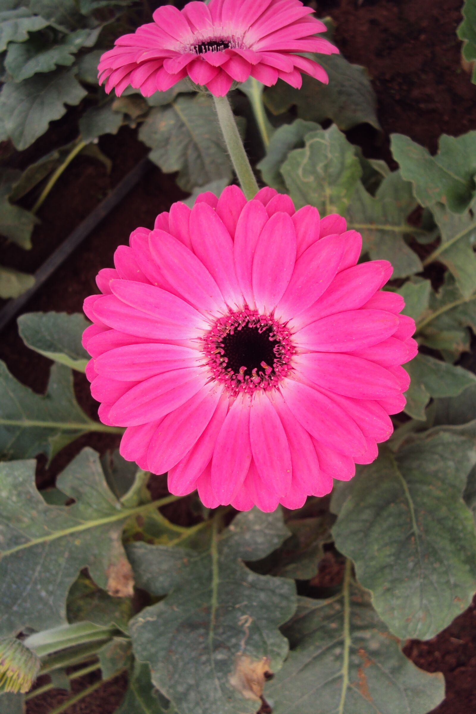Sony DSC-W180 sample photo. Pink flower, daisy, blossom photography