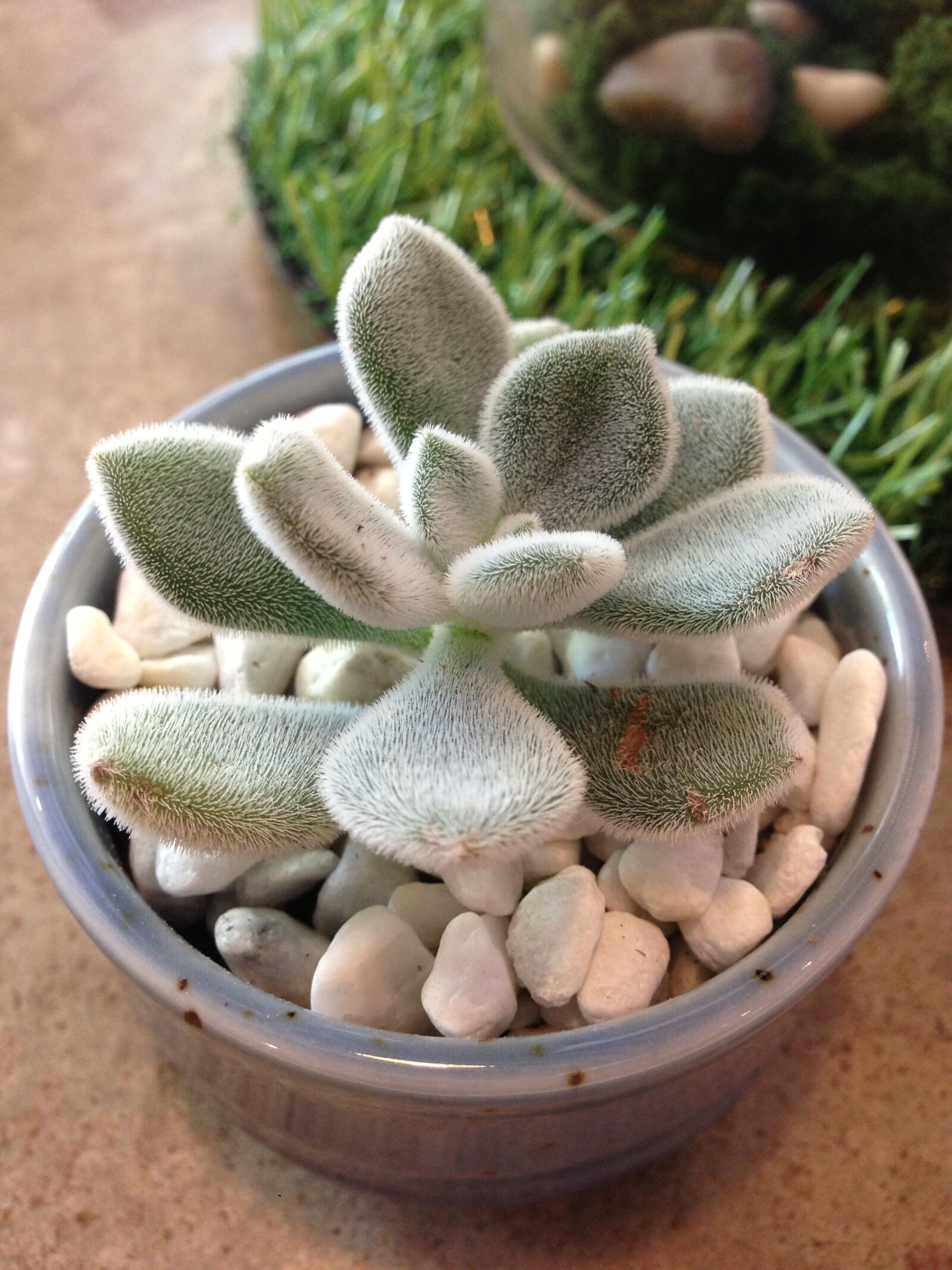 Apple iPhone 5 sample photo. Succulent photography
