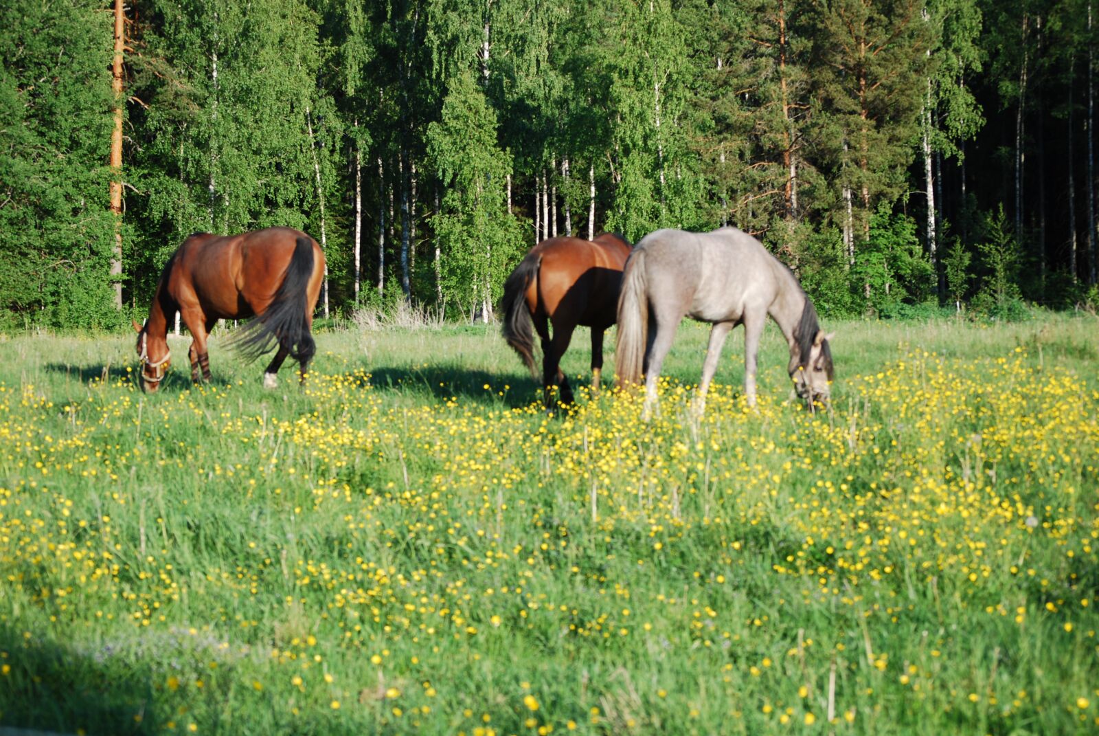 Nikon D60 sample photo. Horses, bait, summer photography
