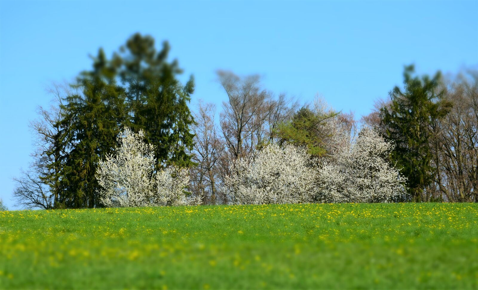 Nikon D7200 sample photo. Meadow, grass, nature photography