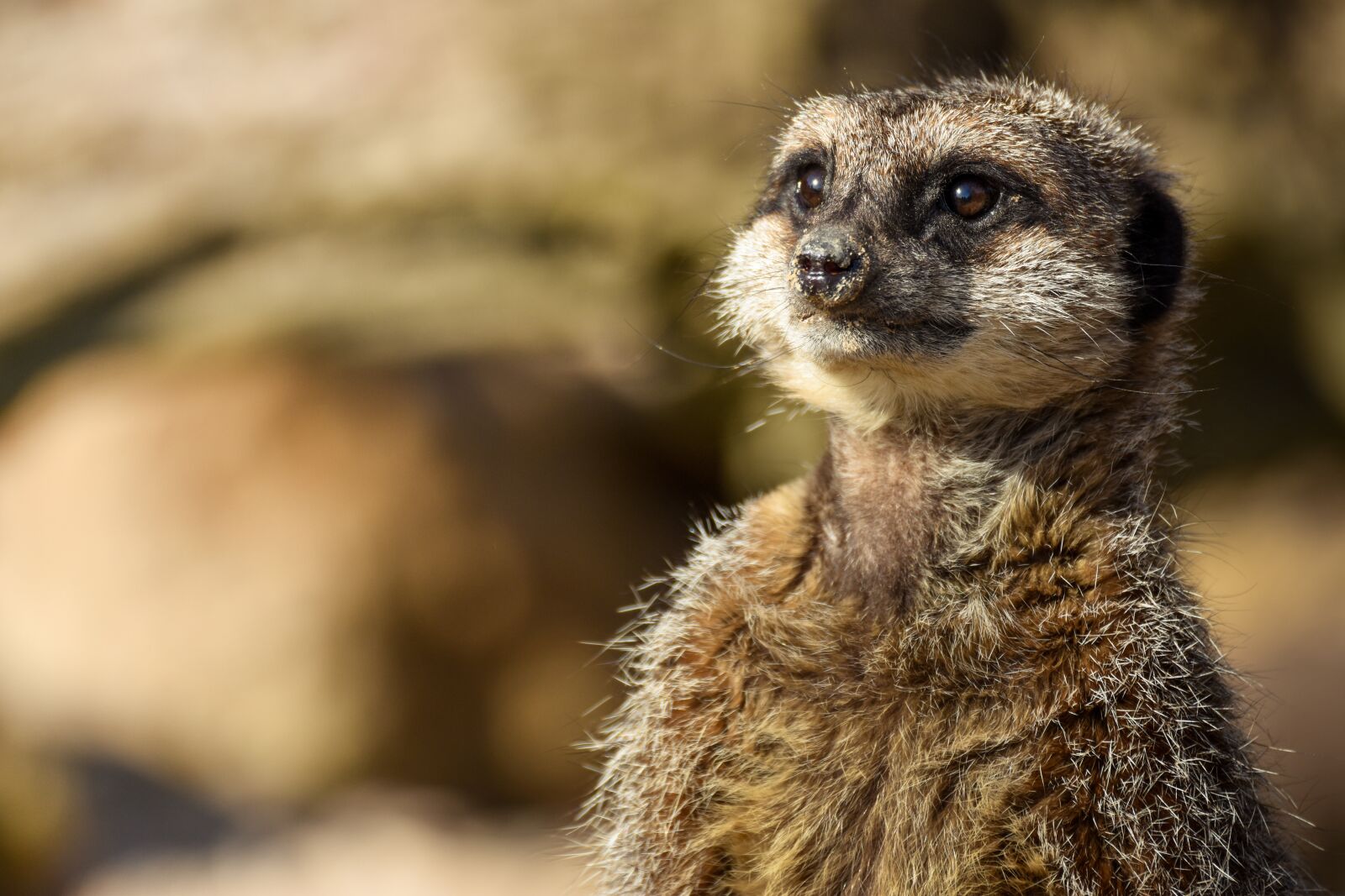 Nikon D7200 sample photo. Wild, animal, nature photography