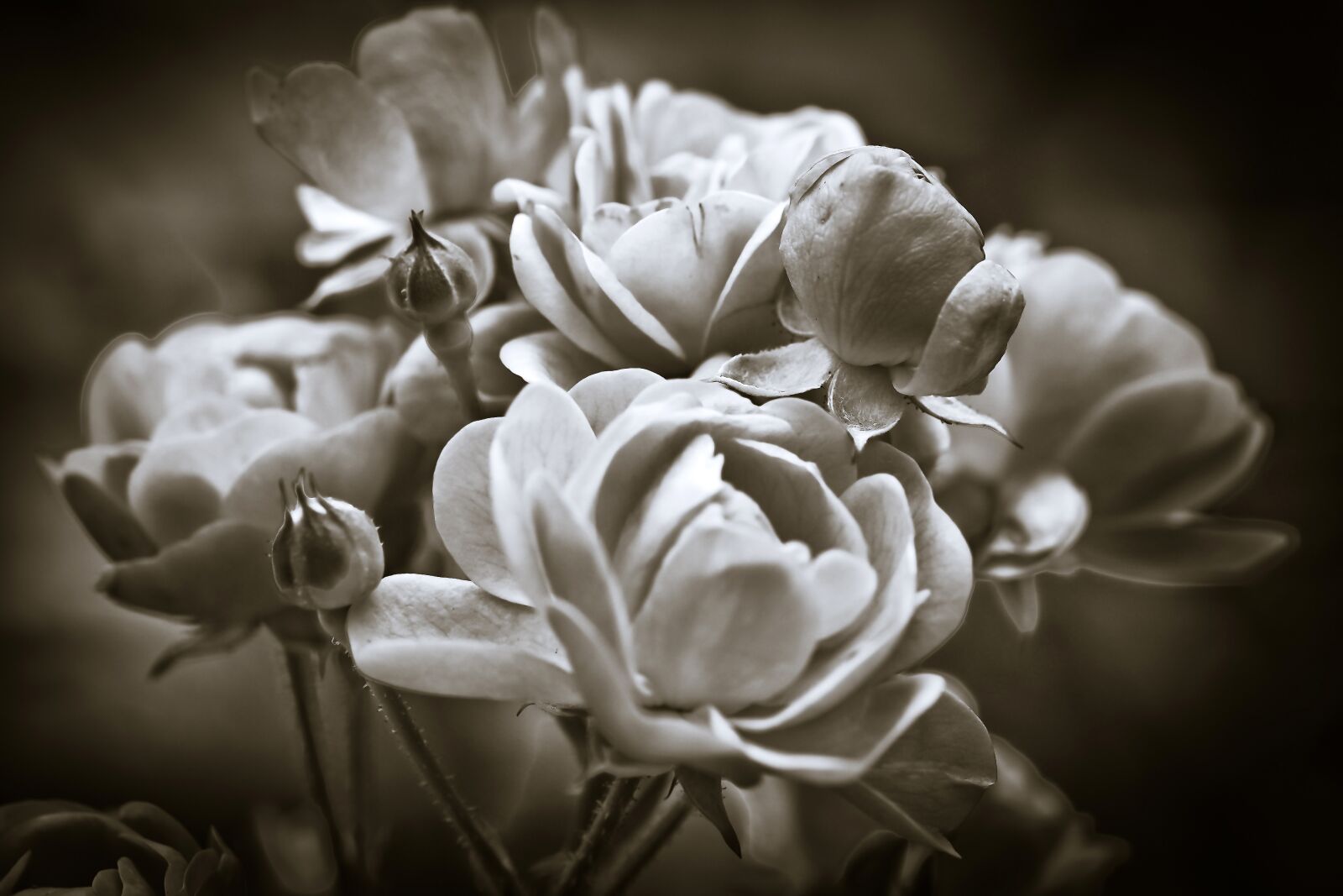 Olympus OM-D E-M10 sample photo. Roses, flower, blossom photography