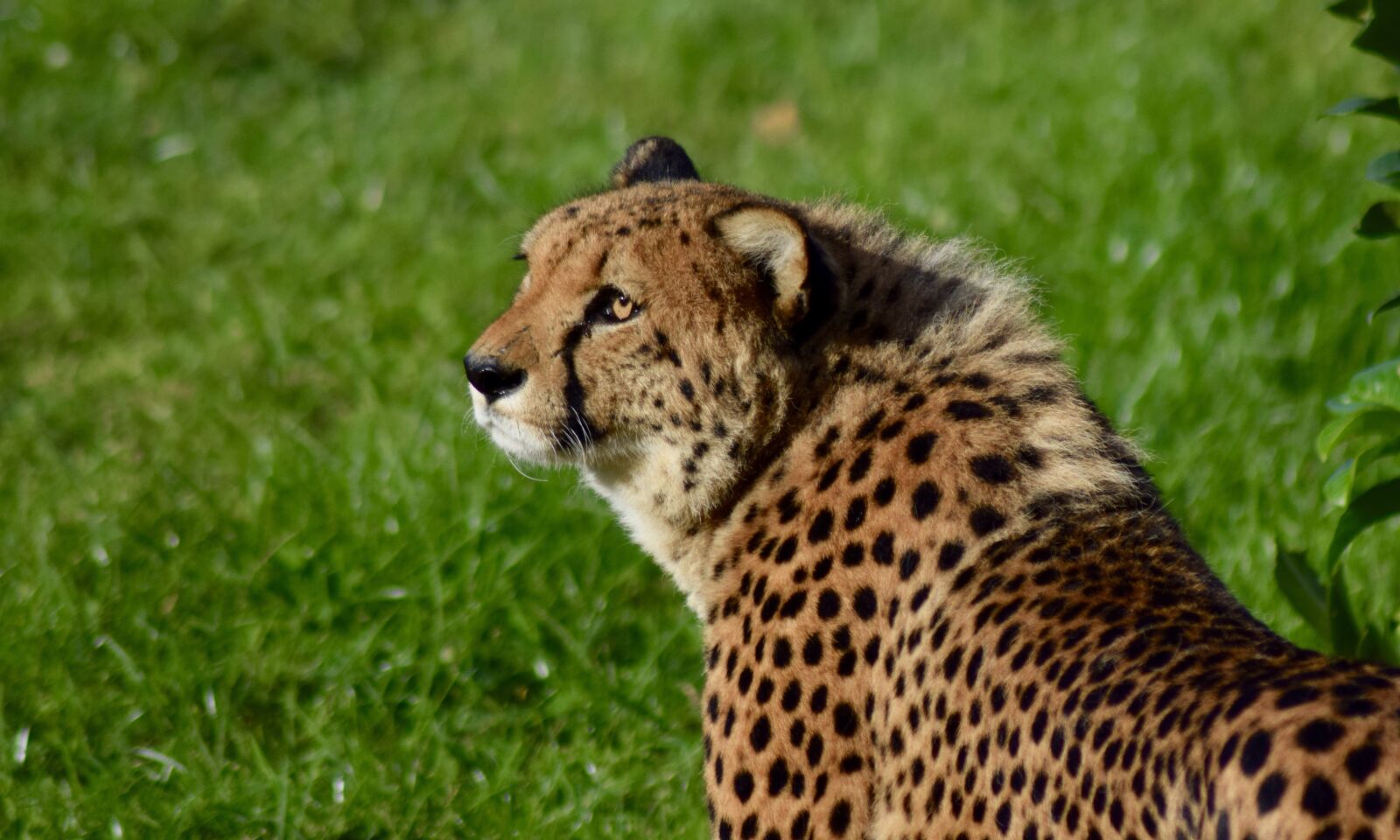 Nikon D5300 sample photo. Big, cat, cheetah, safa photography
