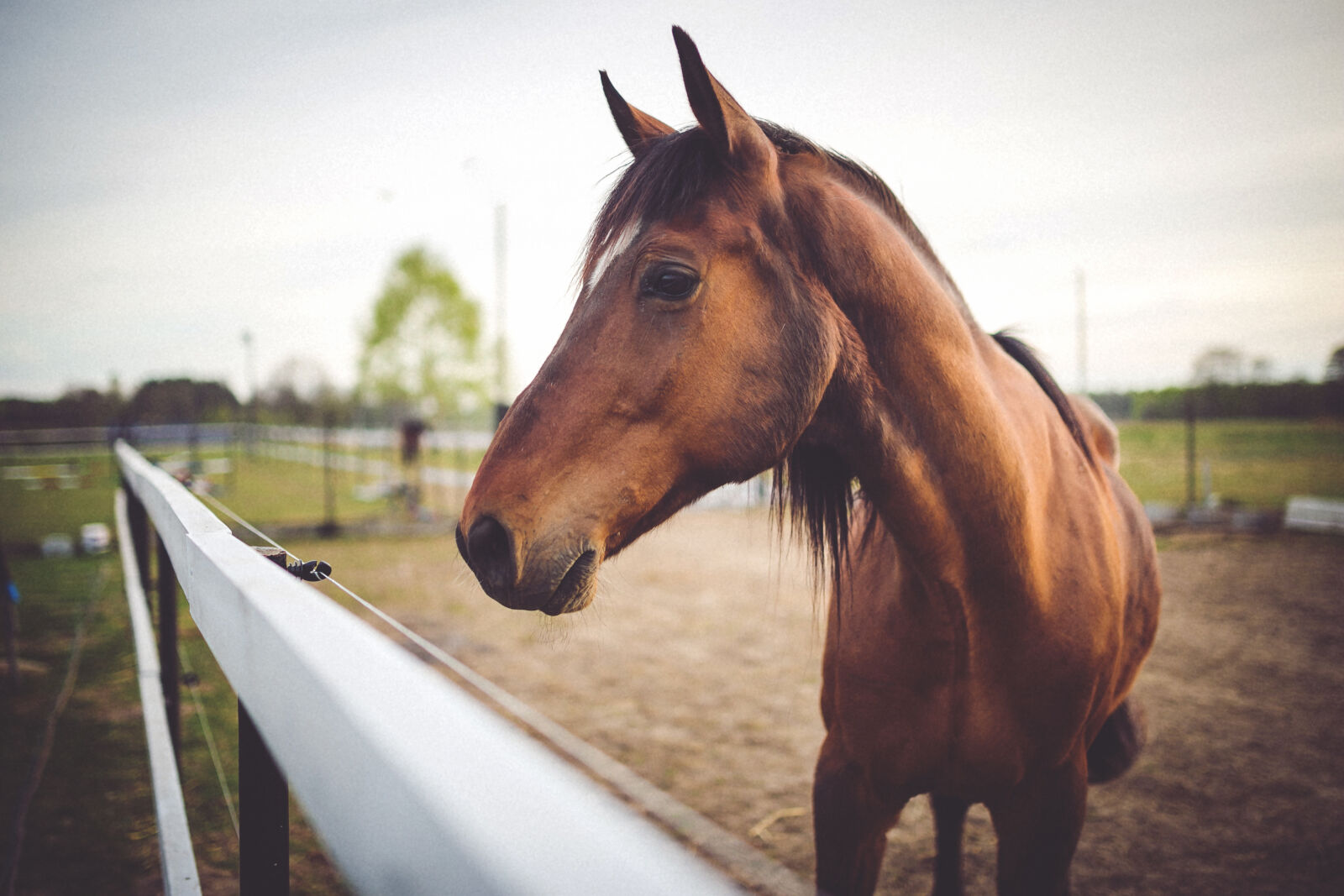 Canon EOS 6D + Sigma 35mm F1.4 DG HSM Art sample photo. Brown, horse, on, field photography
