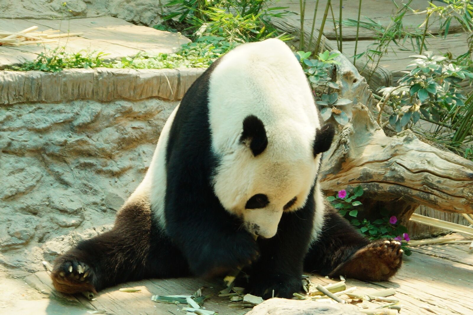 Sony DT 18-55mm F3.5-5.6 SAM II sample photo. Panda, panda bear, mammal photography