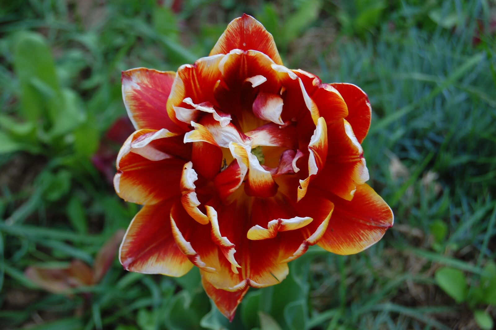 Nikon D40 sample photo. Garden, flower, summer photography