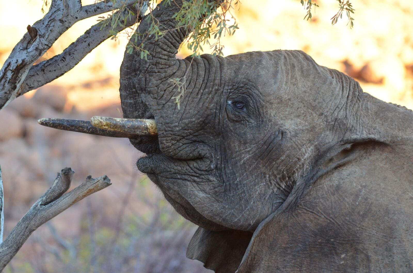 Nikon D5100 sample photo. Elephant, young elephant, baby photography