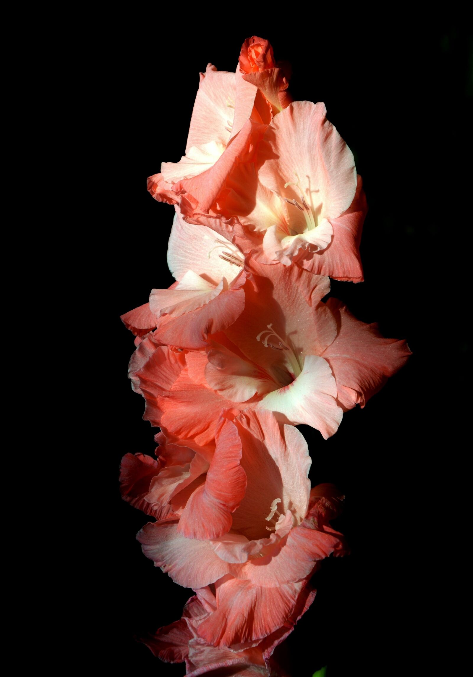 Nikon D3200 sample photo. Gladiolus, gladidus, butterfly greenhouse photography
