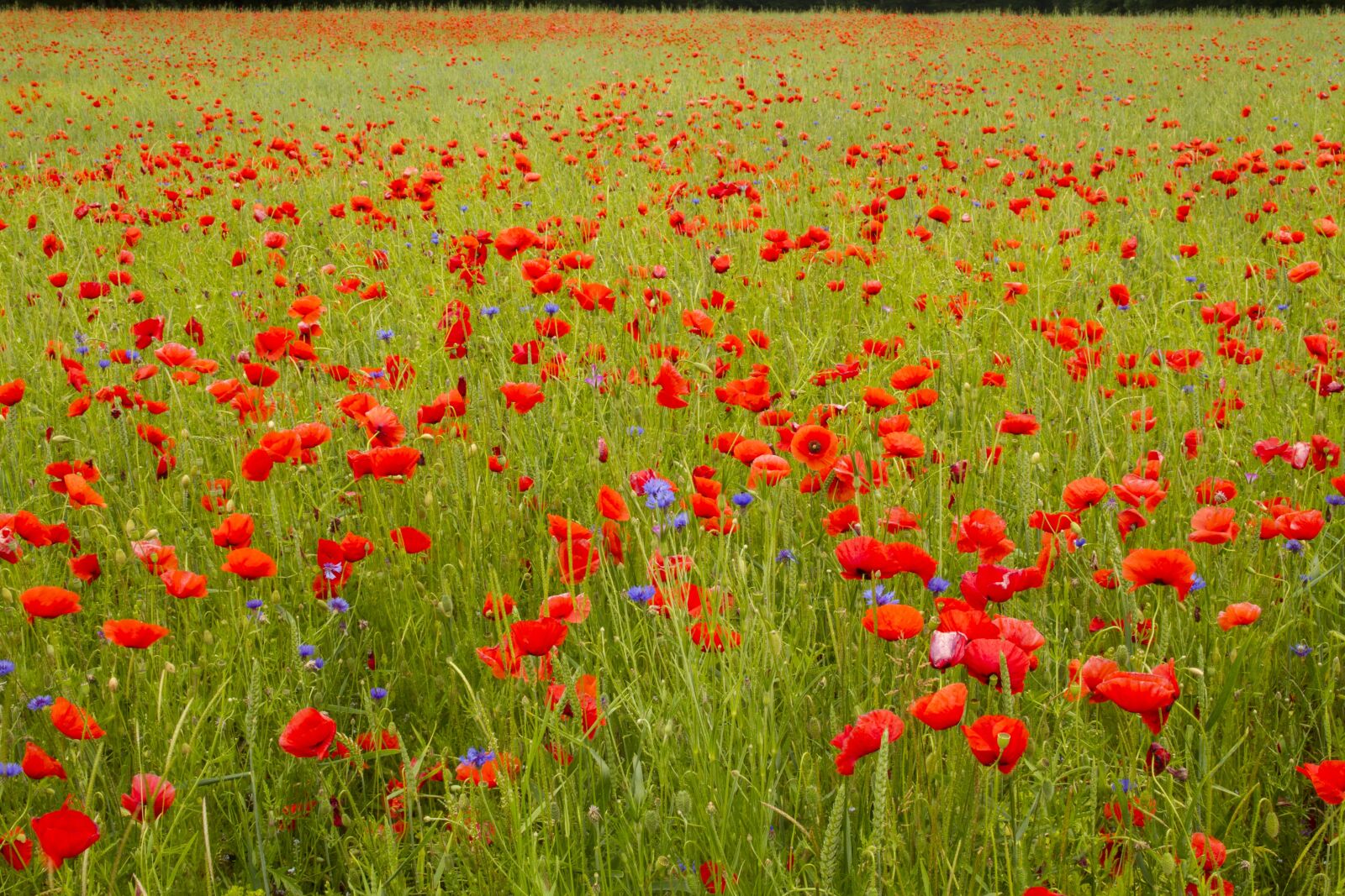 Canon EOS 7D sample photo. Poppy, field of poppies photography