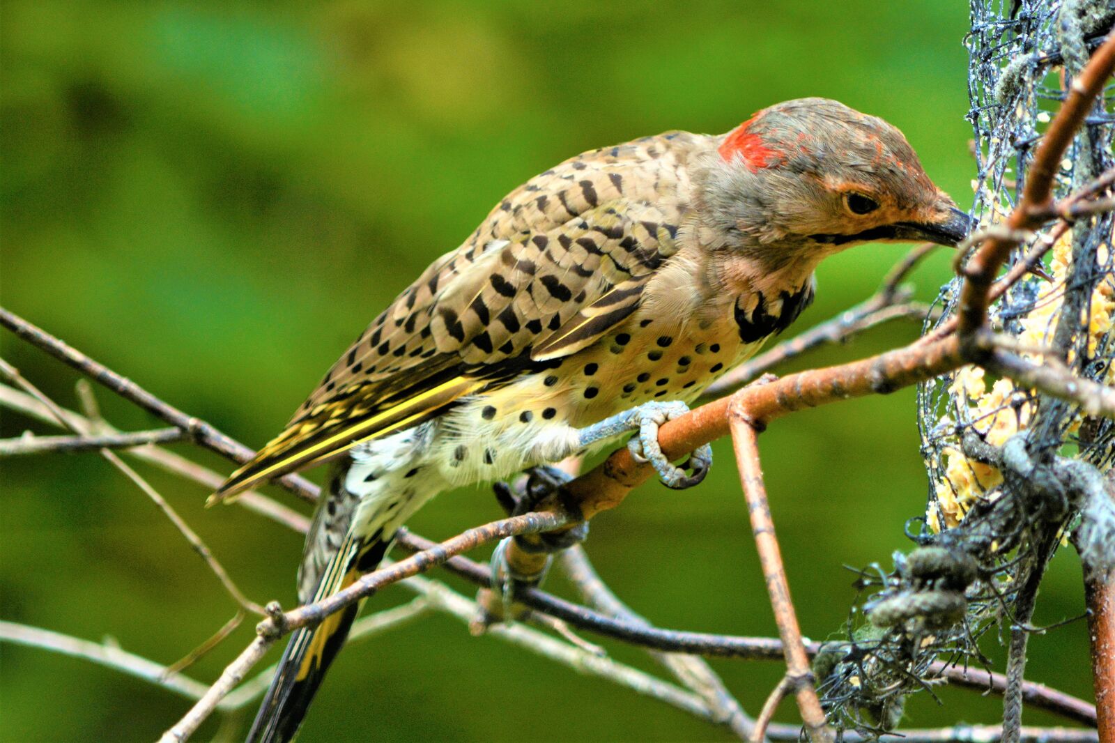 Nikon D7100 sample photo. Bird, woodpecker, flicker photography