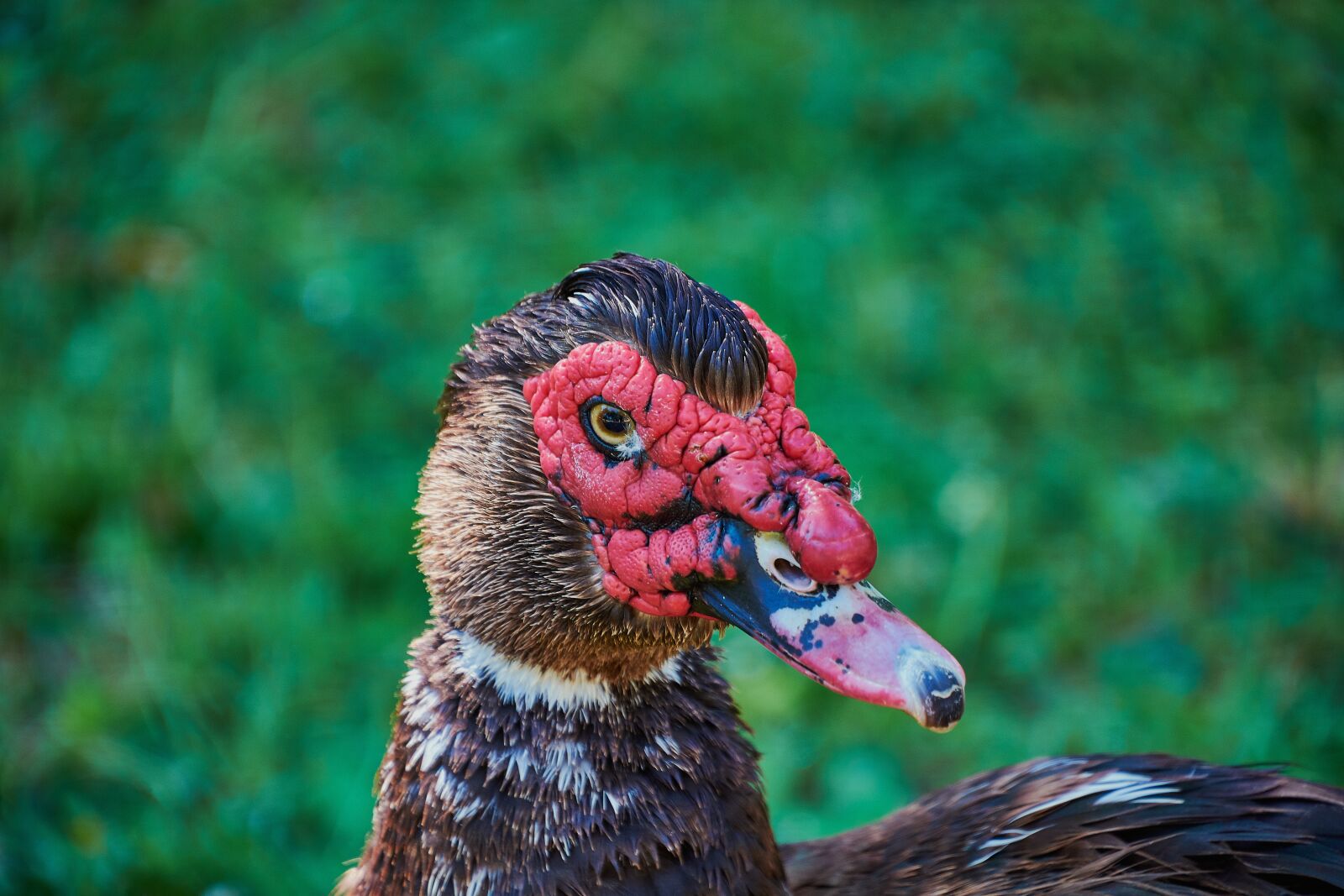 Nikon D7200 sample photo. Goose, red, colorful photography