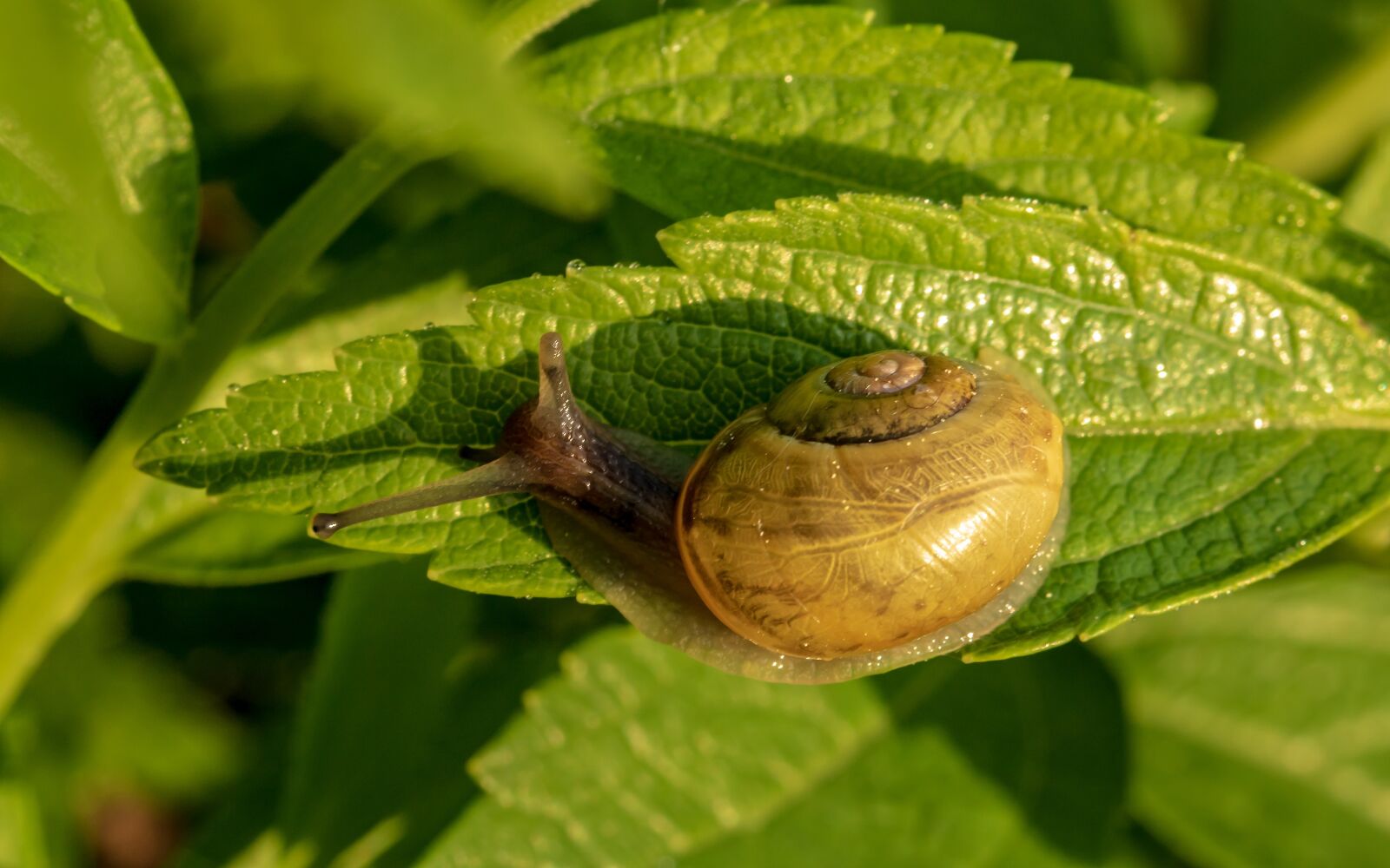 Canon EOS 750D (EOS Rebel T6i / EOS Kiss X8i) sample photo. Snail, shell, spiral photography