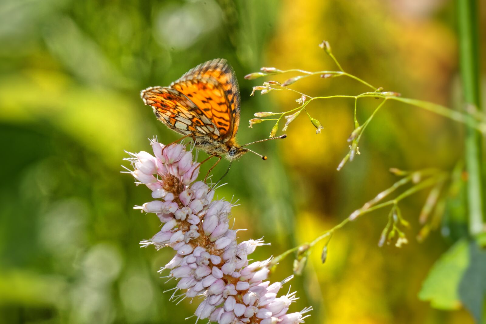 Canon EOS 500D (EOS Rebel T1i / EOS Kiss X3) sample photo. Butterfly, macro, nature photography