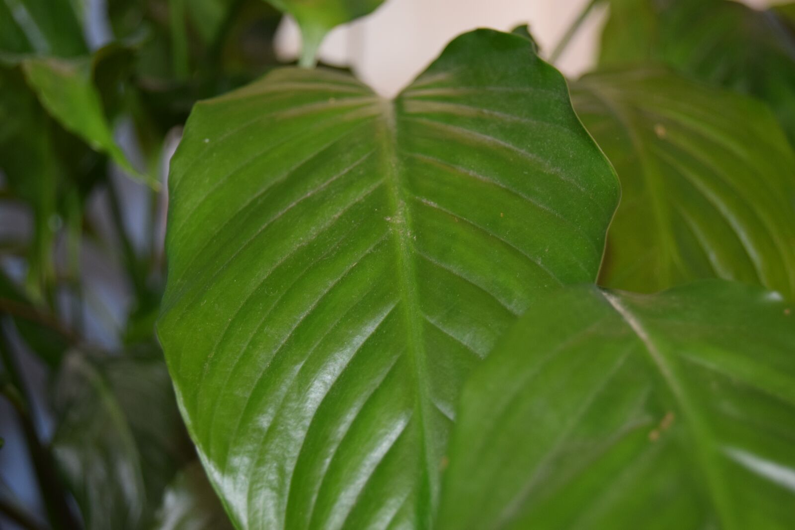Nikon D3300 sample photo. Leaves, clean, living room photography