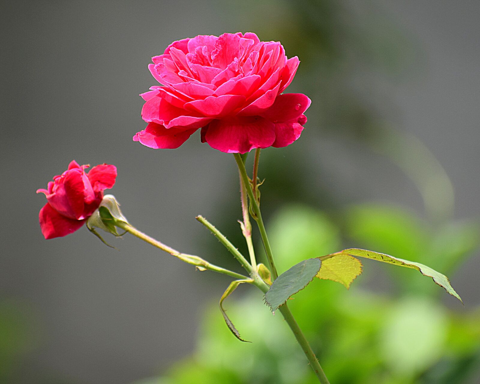 Nikon D3300 sample photo. Rose, pink, flower photography