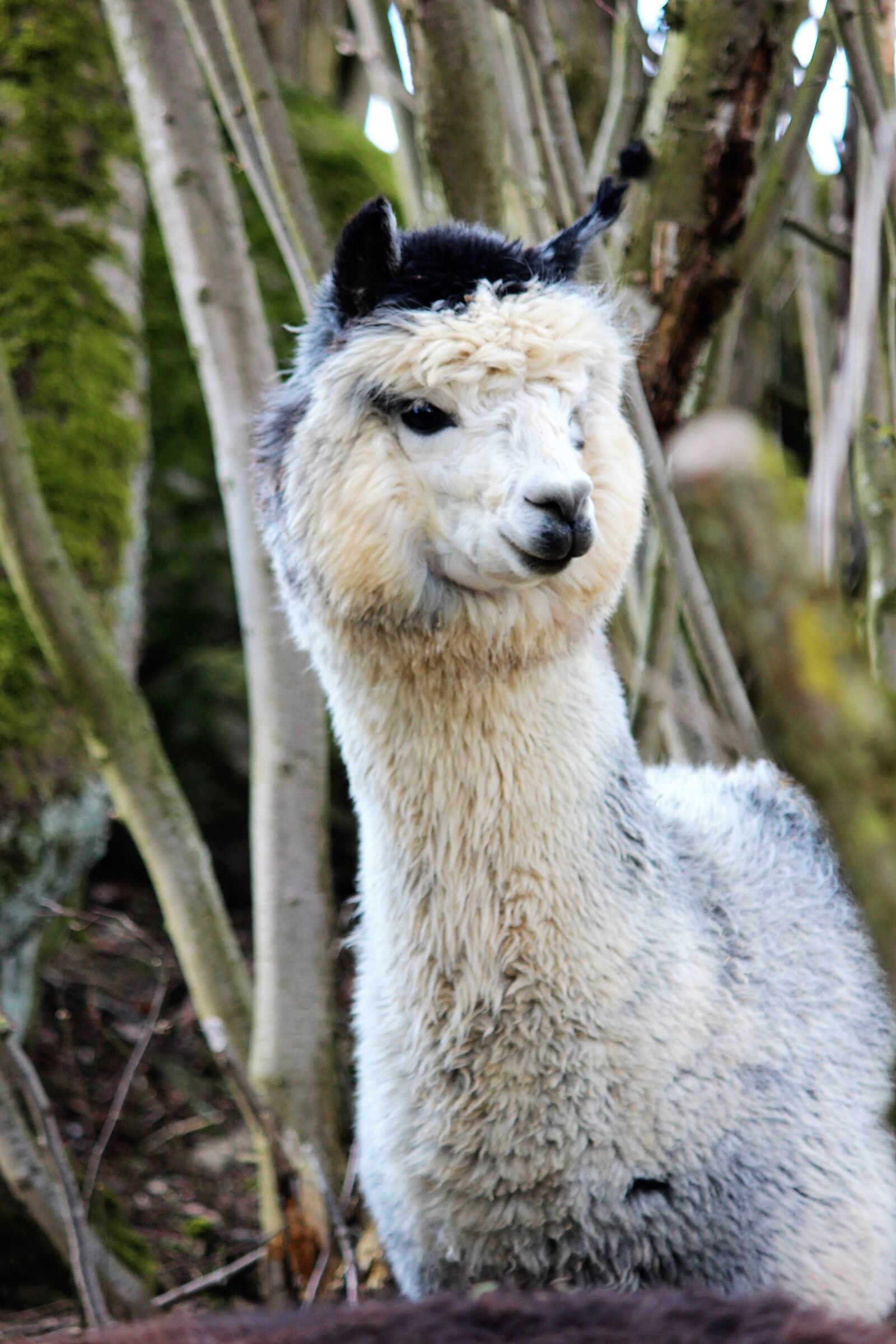 Canon EOS 600D (Rebel EOS T3i / EOS Kiss X5) sample photo. Alpaca, white, black photography