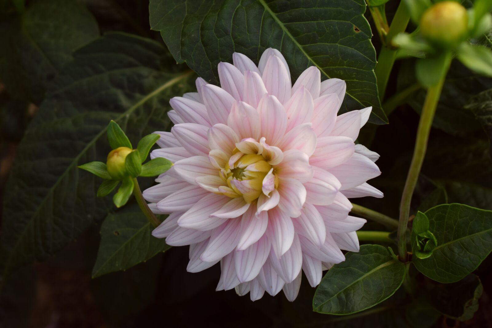 Nikon D3300 sample photo. Flower, nature, plant photography