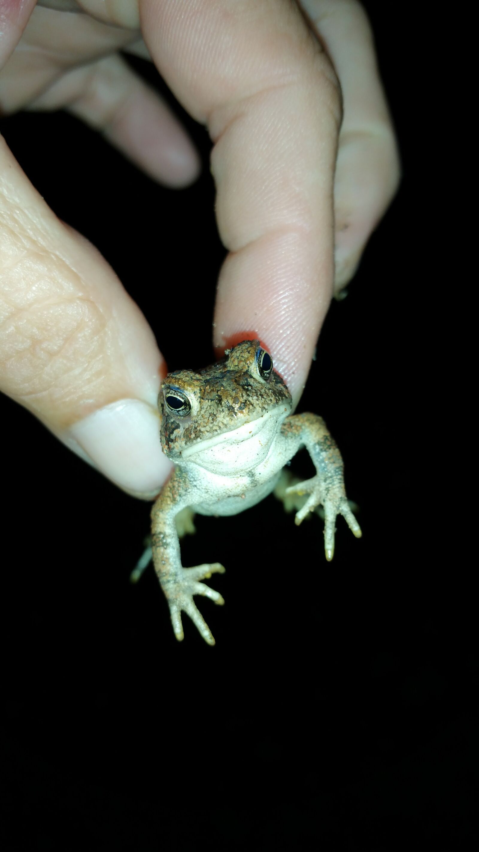 Samsung Galaxy Note4 sample photo. Tiny, little, frog photography