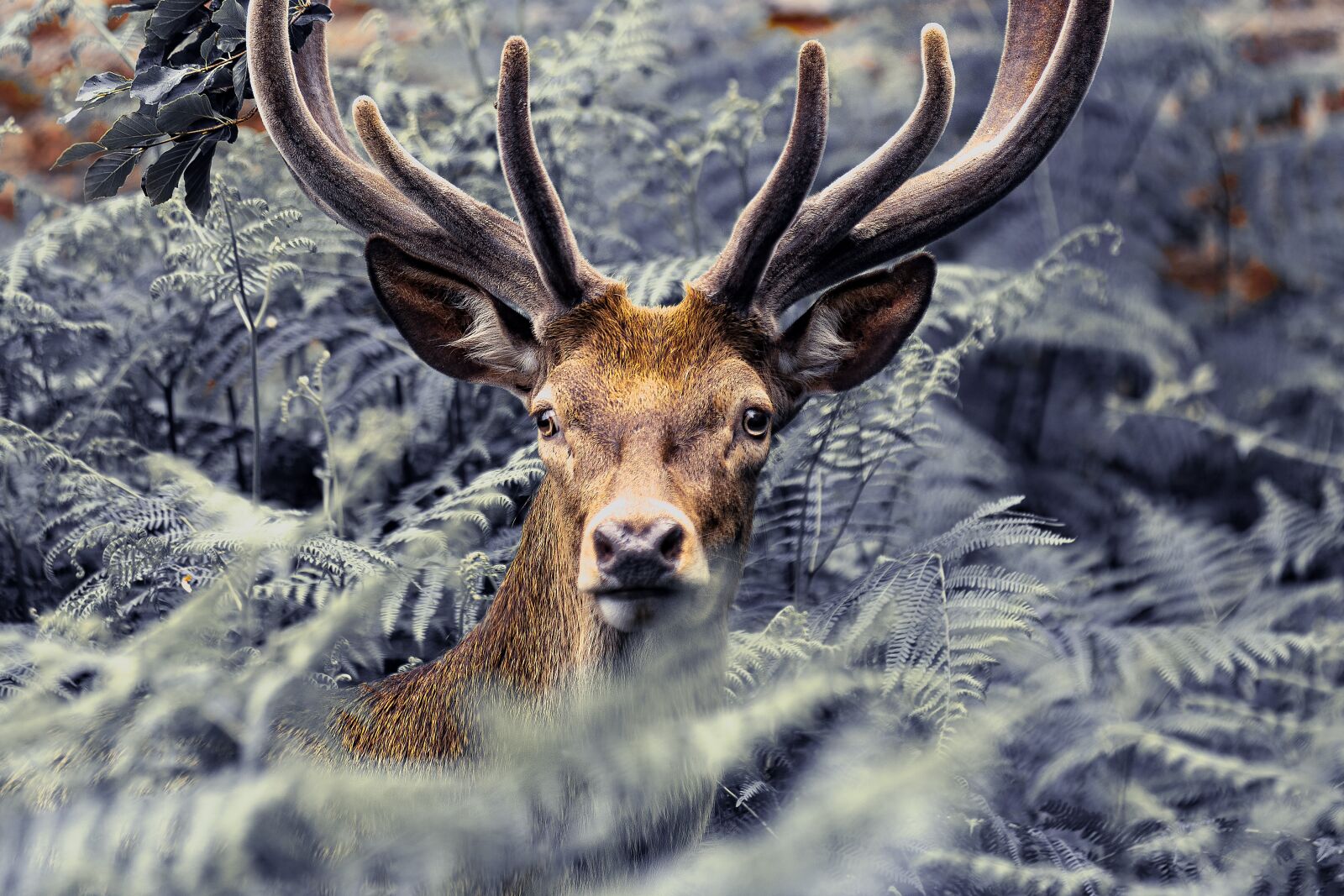Nikon D7200 sample photo. Deer, nature, animal photography