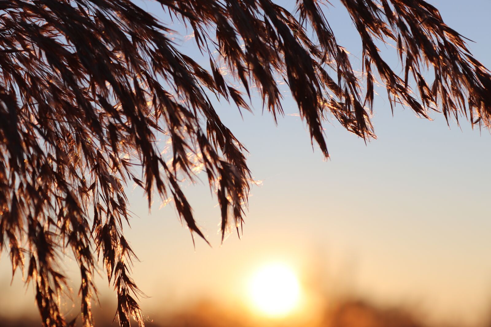 Canon EOS 200D (EOS Rebel SL2 / EOS Kiss X9) sample photo. Reed, sunset, sun photography