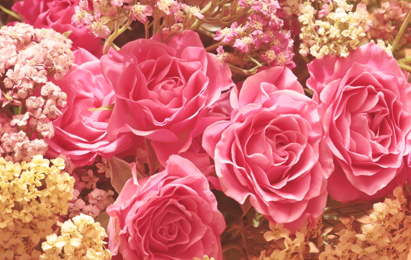 Canon EOS 100D (EOS Rebel SL1 / EOS Kiss X7) sample photo. Roses, noble roses, romantic photography