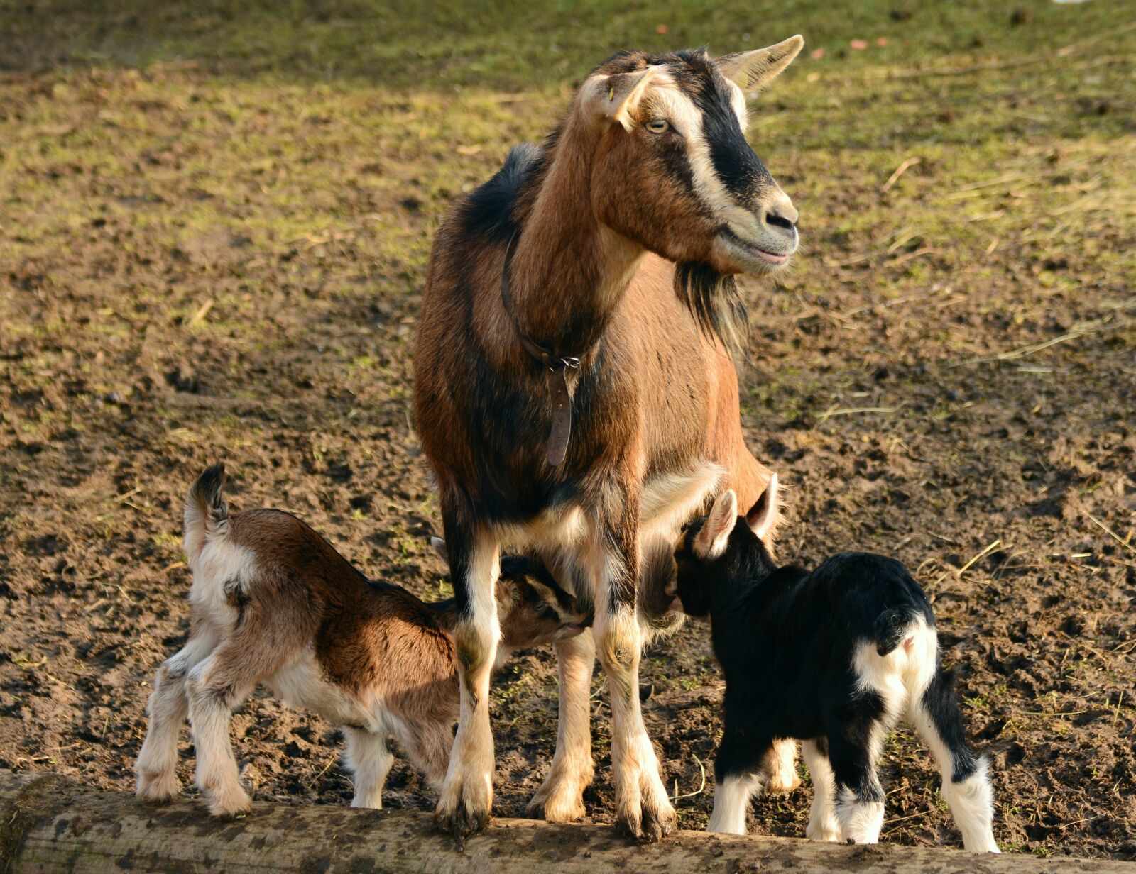 Nikon D5200 sample photo. Goats, kid, young goats photography
