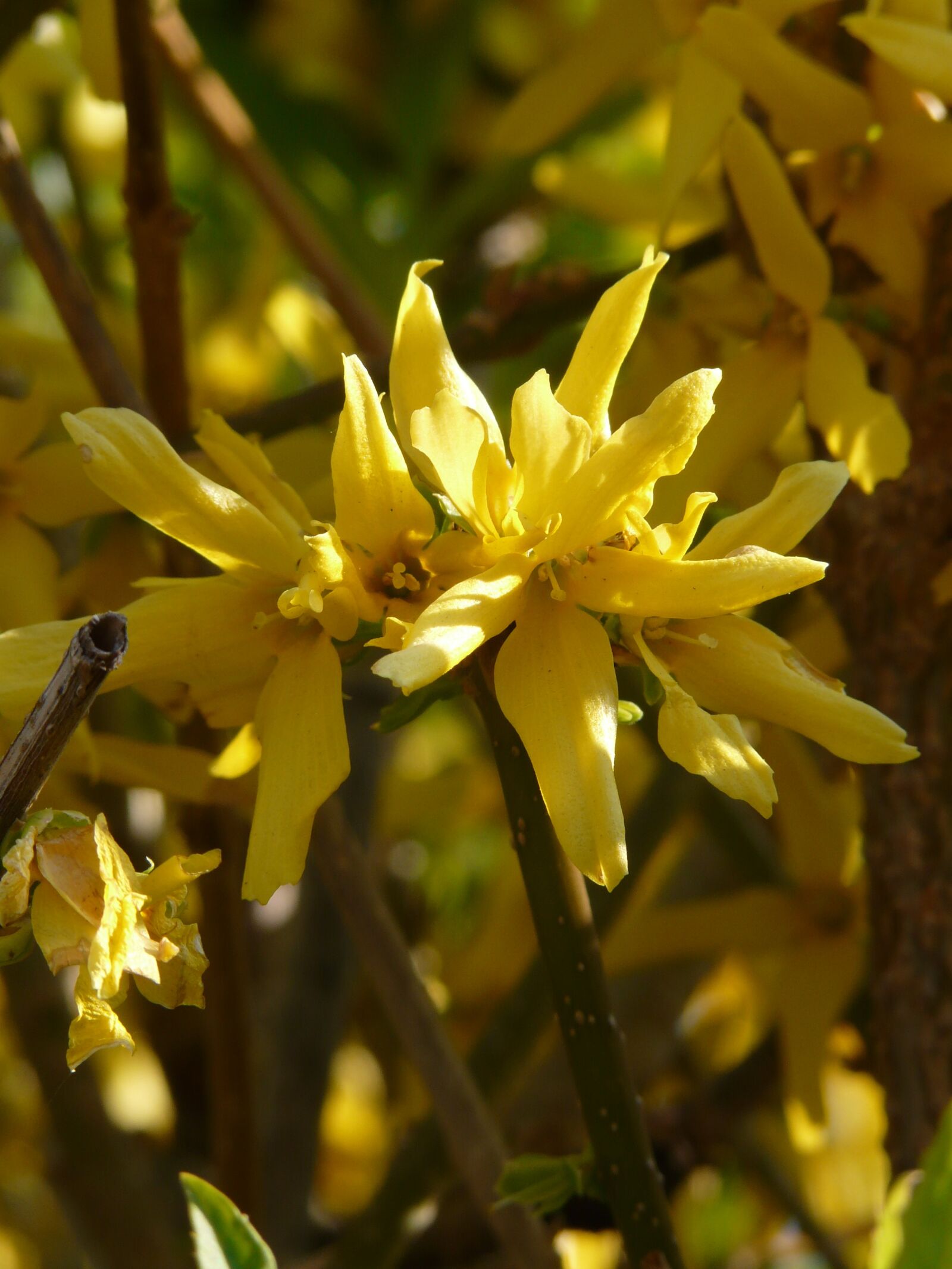 Panasonic DMC-FZ18 sample photo. Forsythia, gold lilac, golden photography