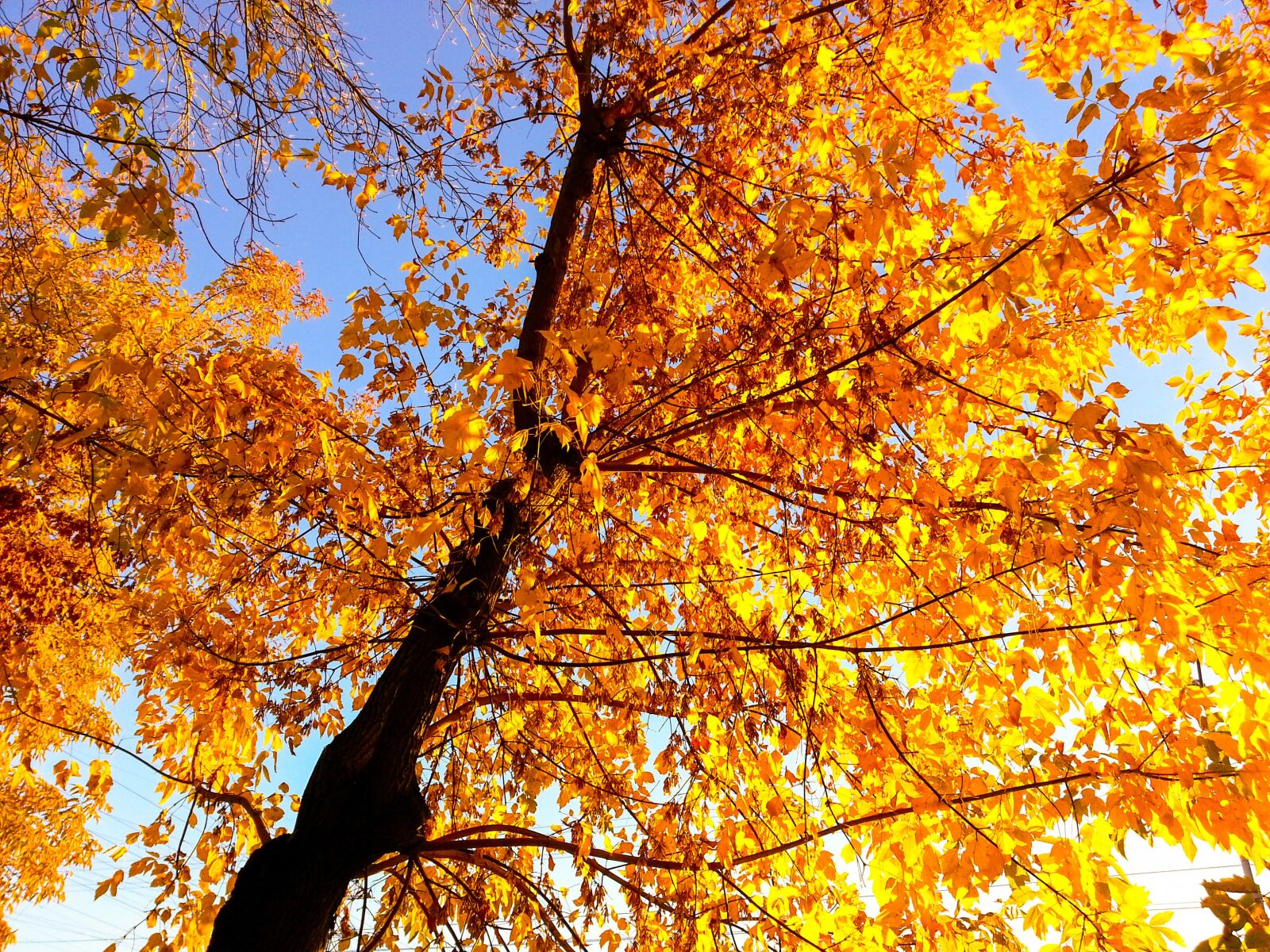 Samsung Galaxy S3 sample photo. Autumn, tree, leaves photography