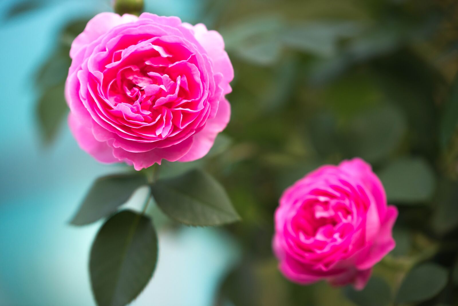 Nikon D610 sample photo. Flowers, pink flowers, pink photography